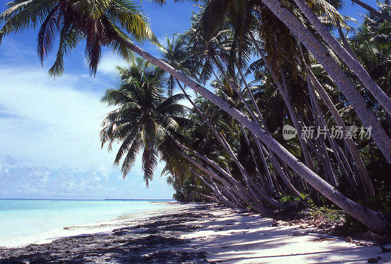 马绍尔群岛附近环礁上的内泻湖海滩和椰子树