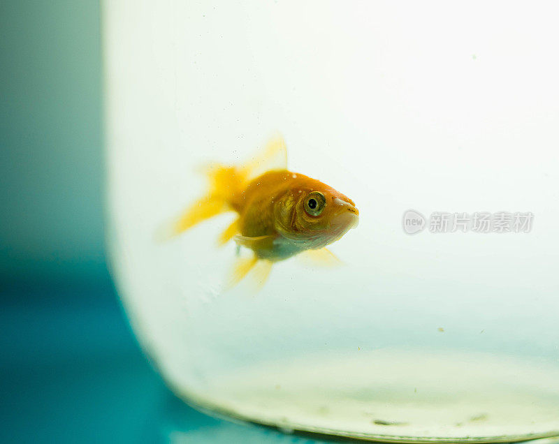 金鱼在鱼缸