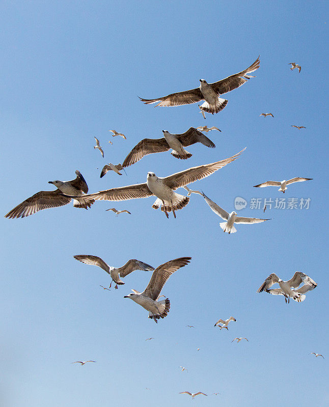 一群海鸥在天空中飞翔