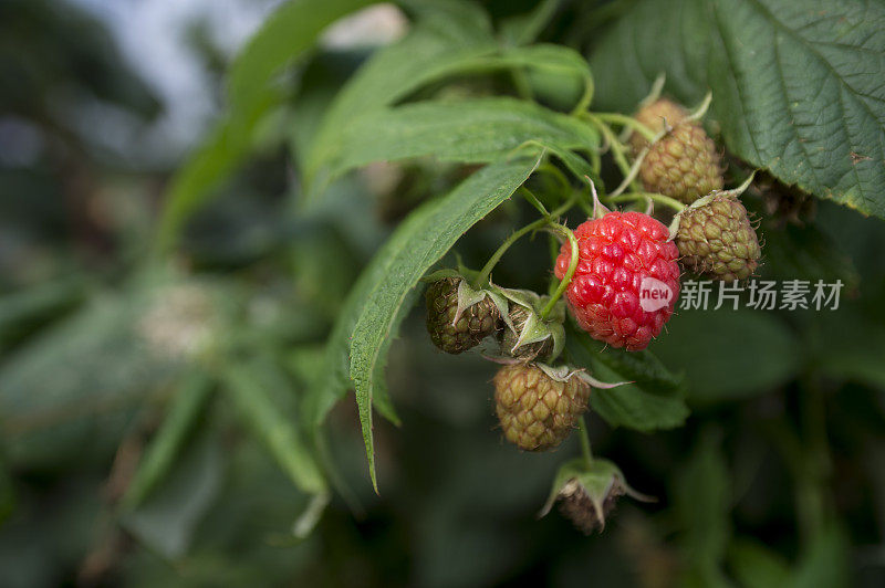 树莓在藤上成熟的特写