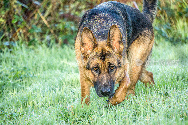 德国牧羊犬在公园里玩耍