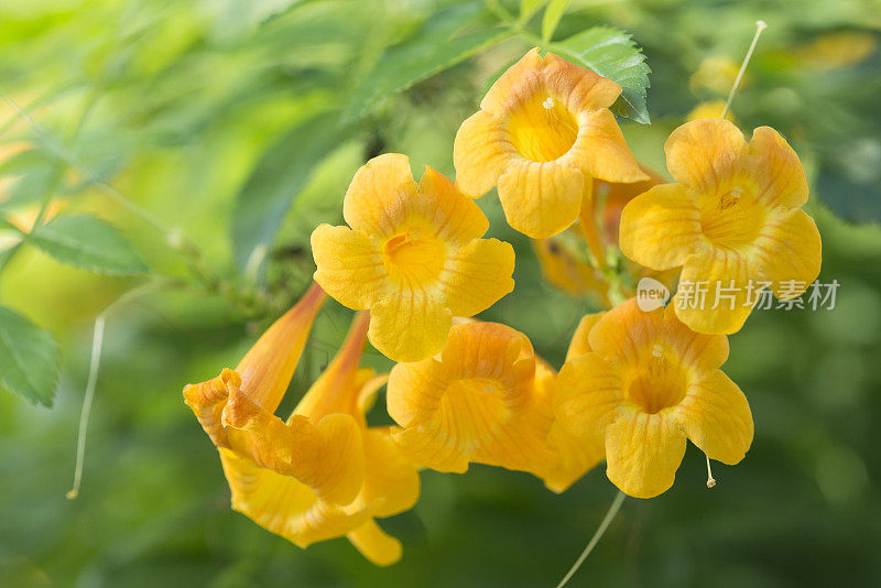 黄花植物野外特写