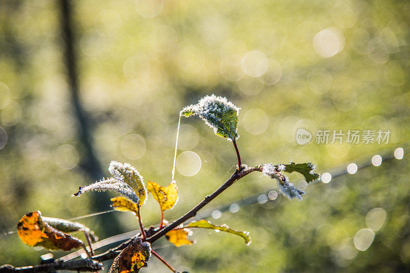 冷淡的苹果树叶