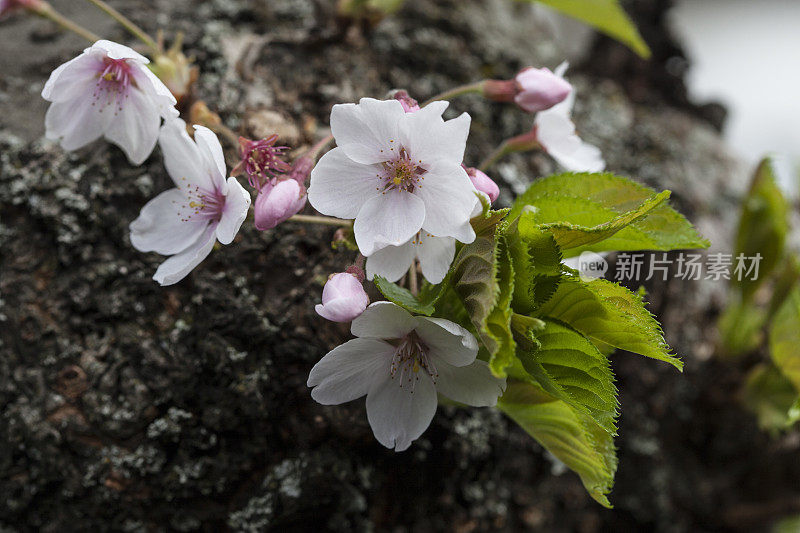 樱桃树开花