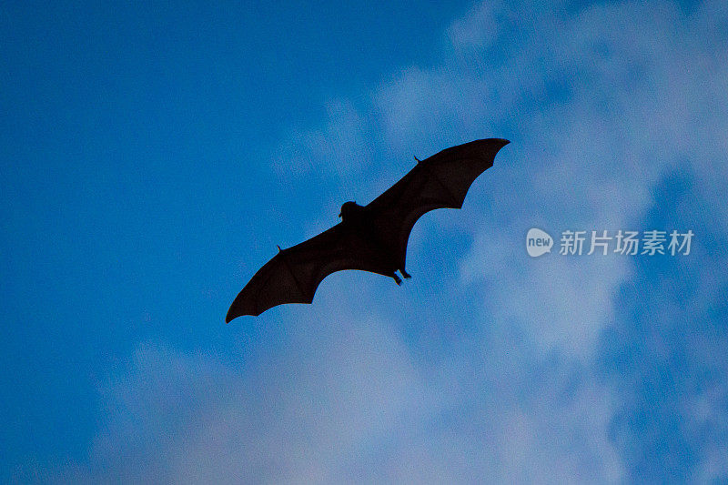 黑色的蝙蝠在阴霾的黄昏天空中显现出剪影