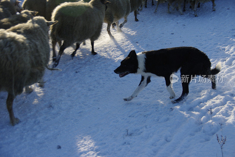 牧羊犬在行动