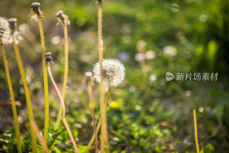 日落时的蒲公英种子