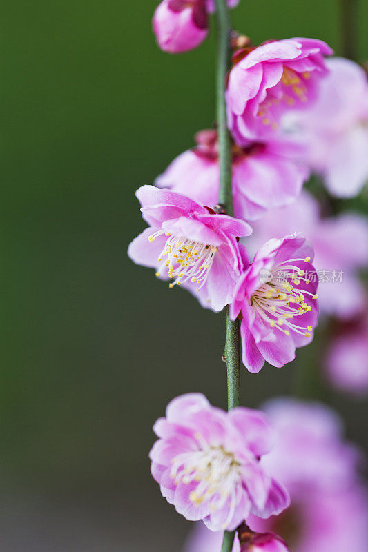 粉红梅花近了