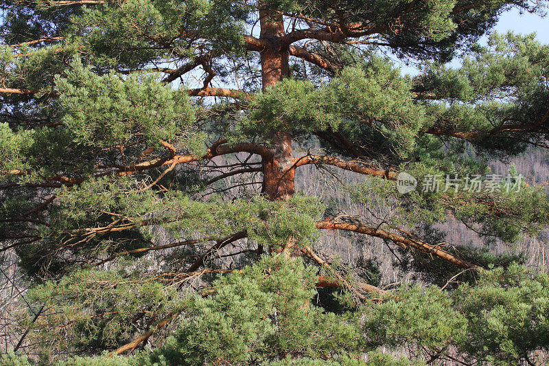 比利牛斯山的苏格兰松树