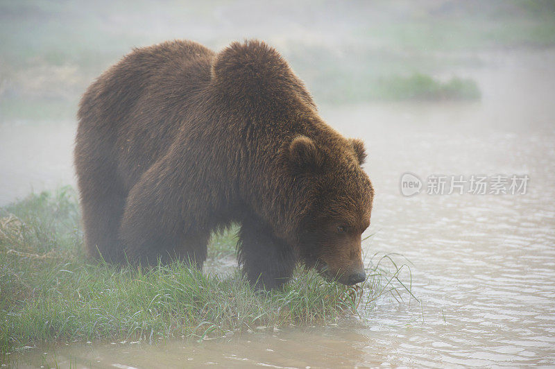雾中的棕熊在间歇泉谷。堪察加半岛。