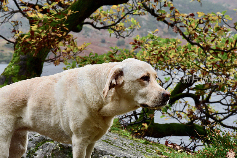 湖区的拉布拉多寻回犬