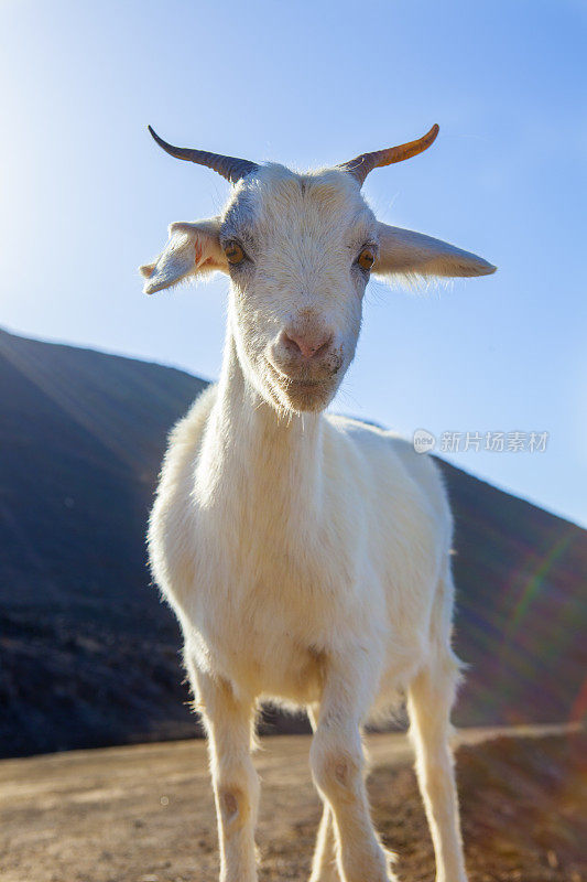 白山羊肖像-富埃特文图拉，加那利群岛