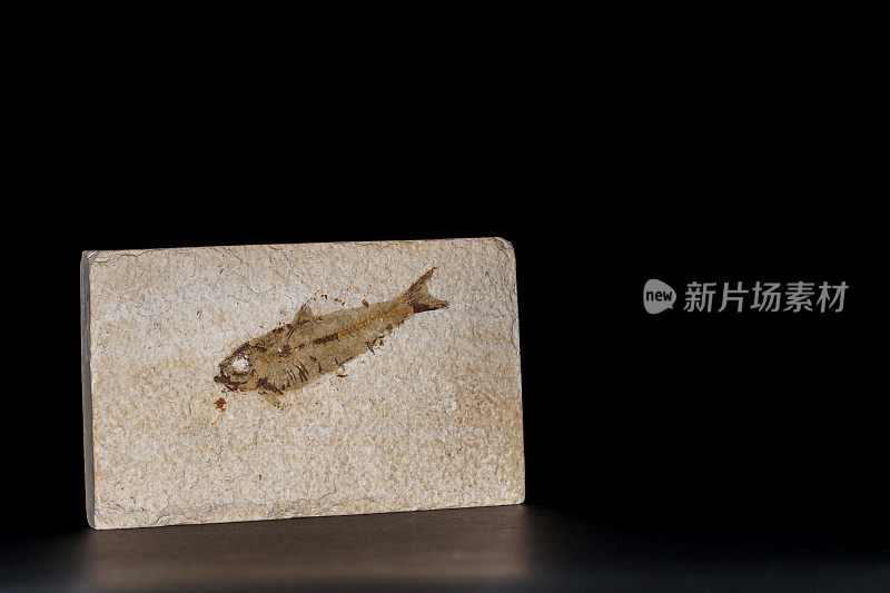 化石鱼板。在黑色背景下展示的标本。