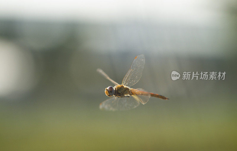 蜻蜓与自然的背景
