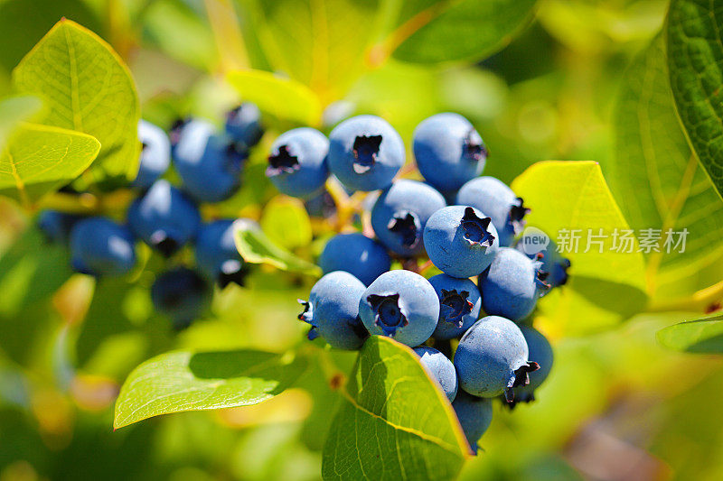新鲜的蓝莓在果园农场的蓝莓丛中