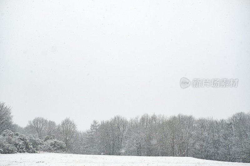 雪覆盖了公园绿地和冬天的树木