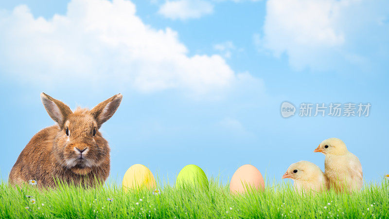 复活节彩蛋，小鸡和兔子。天空,草