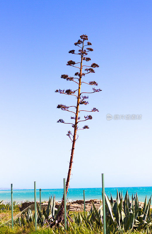 西西里岛:地中海附近的龙舌兰植物，蓝天