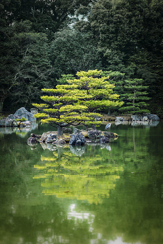 日本京都观赏园中的日本树