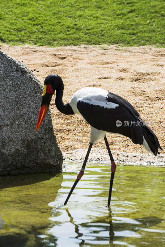 鞍宣传鹳