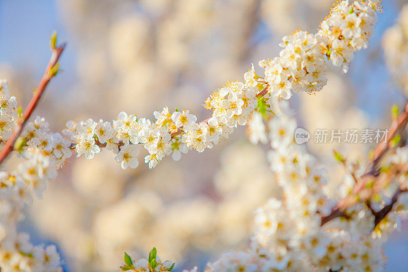 春天的草地上有花，抽象的背景概念，柔和的焦点，散景