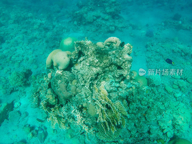 红海中的水下珊瑚礁