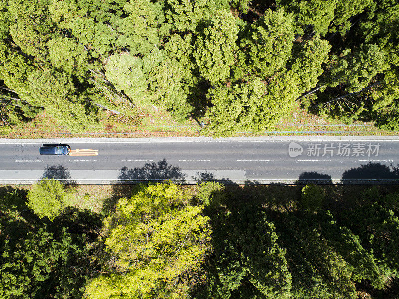 森林中笔直的道路鸟瞰图