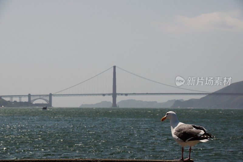 海鸟在行动