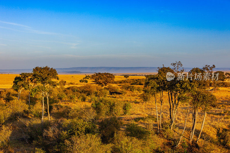 东非肯尼亚的马赛马拉国家保护区，日出时;没有人