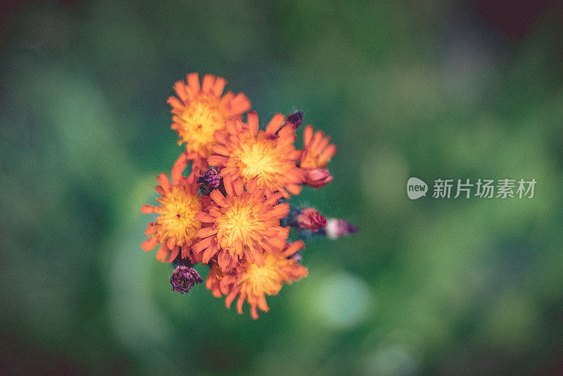 橙子花蕾