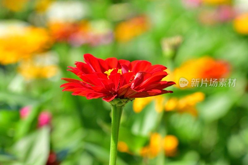 Zinnia花