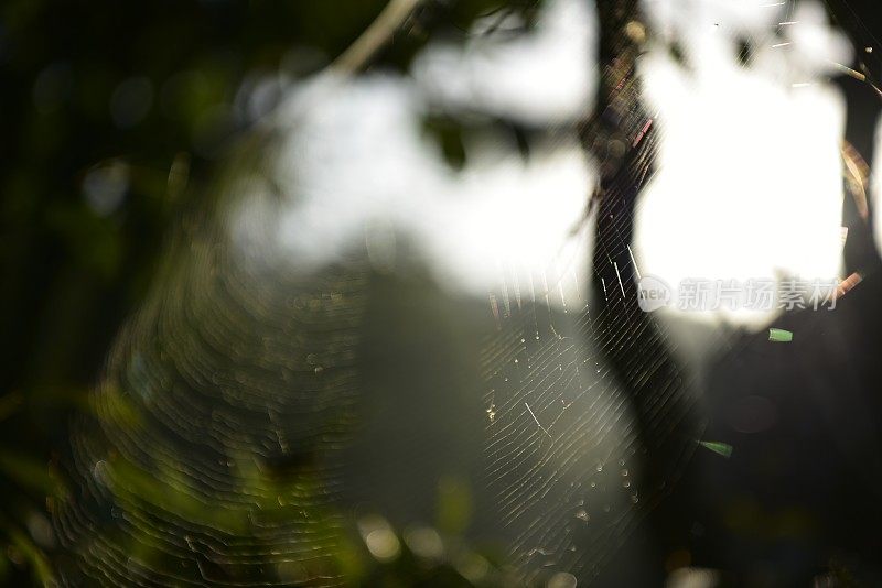 VD710蜘蛛网