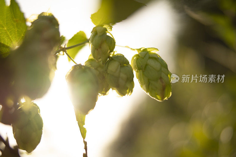 在自然界中夏季生长的啤酒花用于啤酒酿造