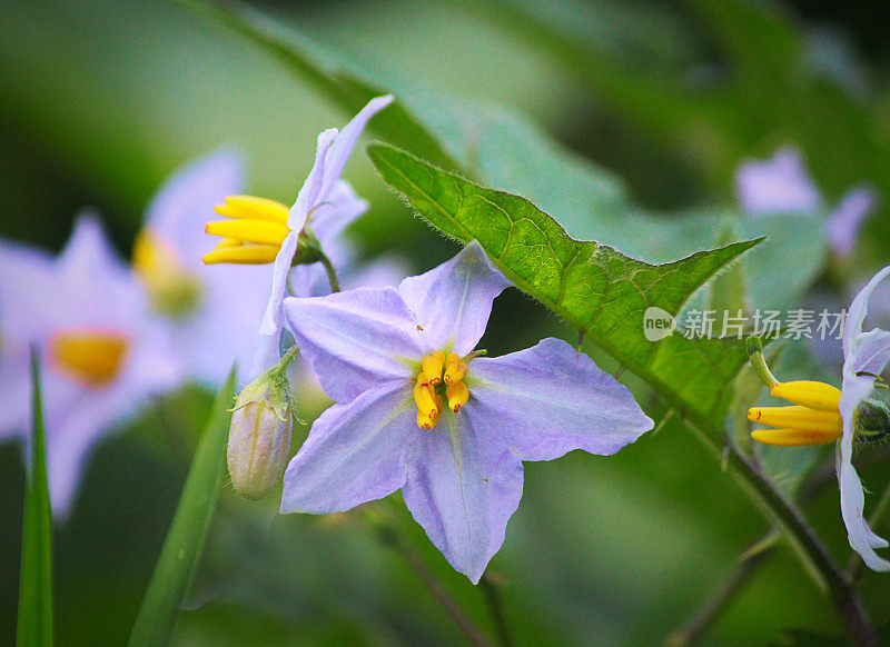 马荨麻(茄属)花蕾和叶