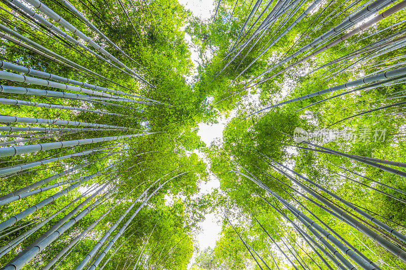 日本京都的岚山竹林