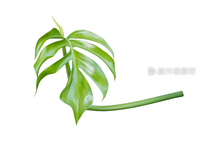年轻的孟斯特拉植物的叶子，热带常绿藤本孤立在白色的背景，修剪路径包括