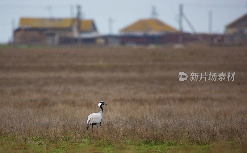 蓑羽鹤站在春天的田野里，在去年的枯草中