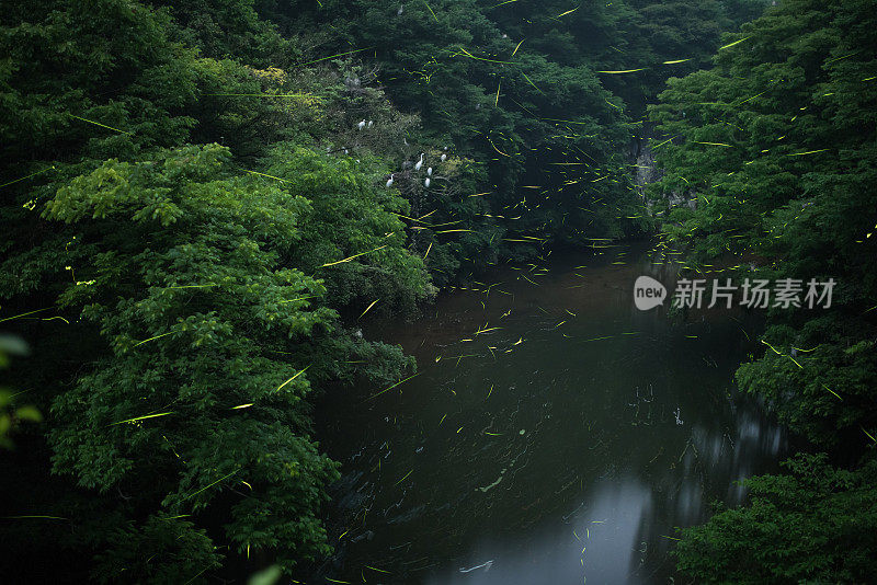 萤火虫在日本森林中发光，展示生物发光的自然奇观
