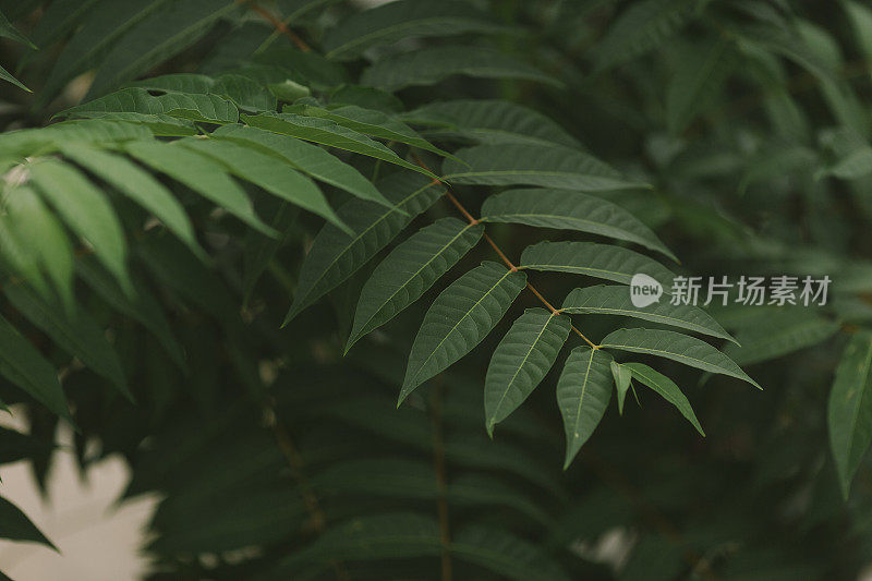 植物绿叶的特写