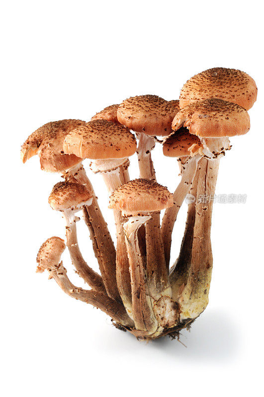 蜜环菌菇