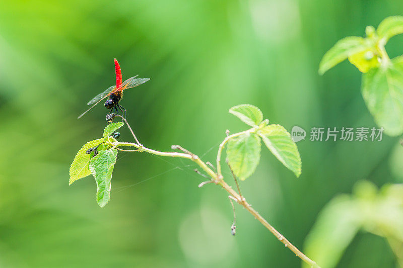 植物上的蜻蜓特写