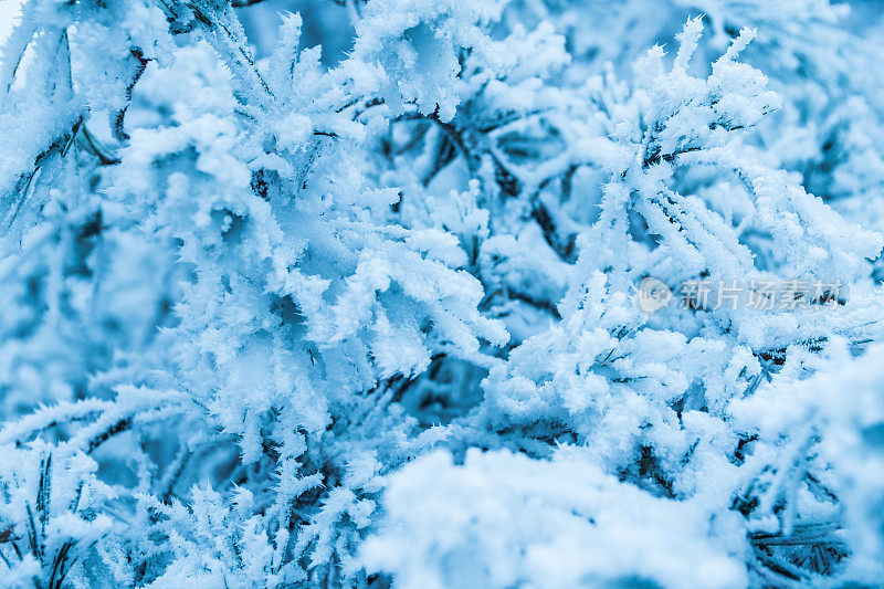 松树枝上缀着雪