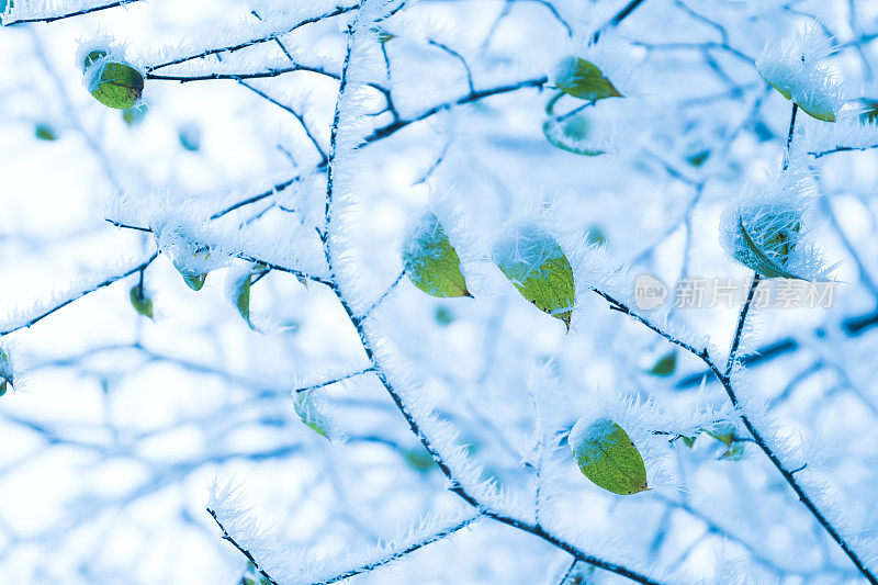 树枝上的雪