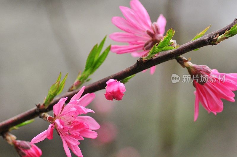 东京的春色:桃花盛开