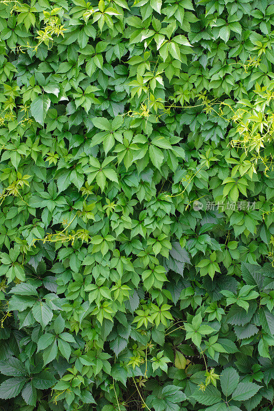 绿色爬山虎植物背景(被叶子覆盖的墙壁)