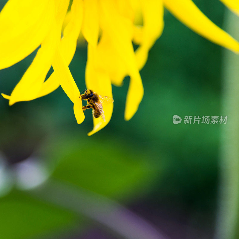 向日葵花瓣上的蜜蜂