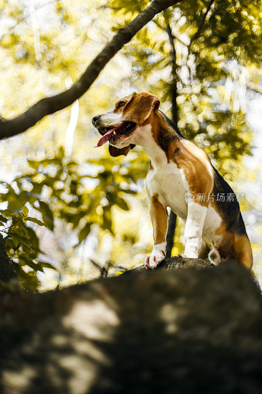 在公园里玩耍的小猎犬