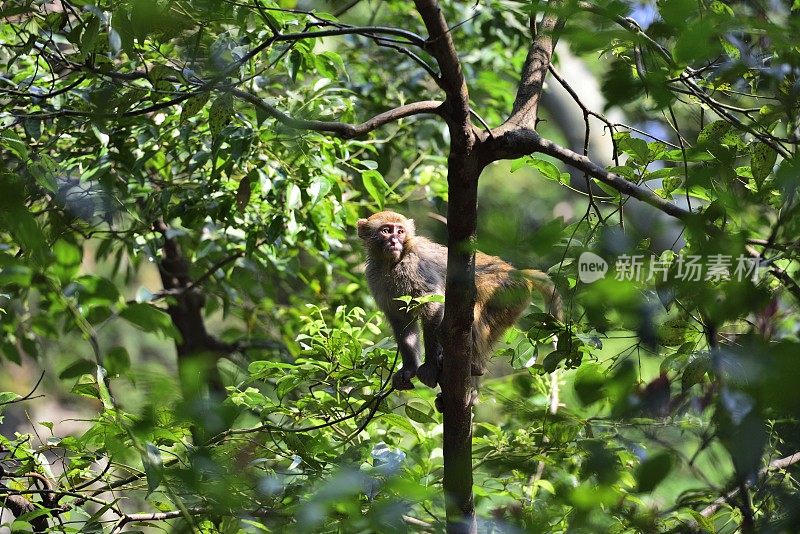 猴子站在树枝上