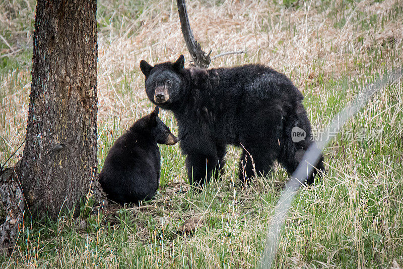 黑熊和幼崽