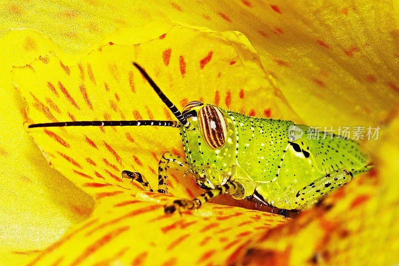 蚂蚱合上了黄花。